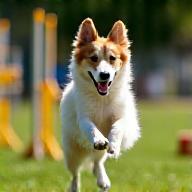 Chien sur un parcours d’agility animé