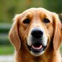 Nadya L. avec son golden retriever Django